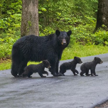 Her Majesty's Way Gatlinburg Zewnętrze zdjęcie