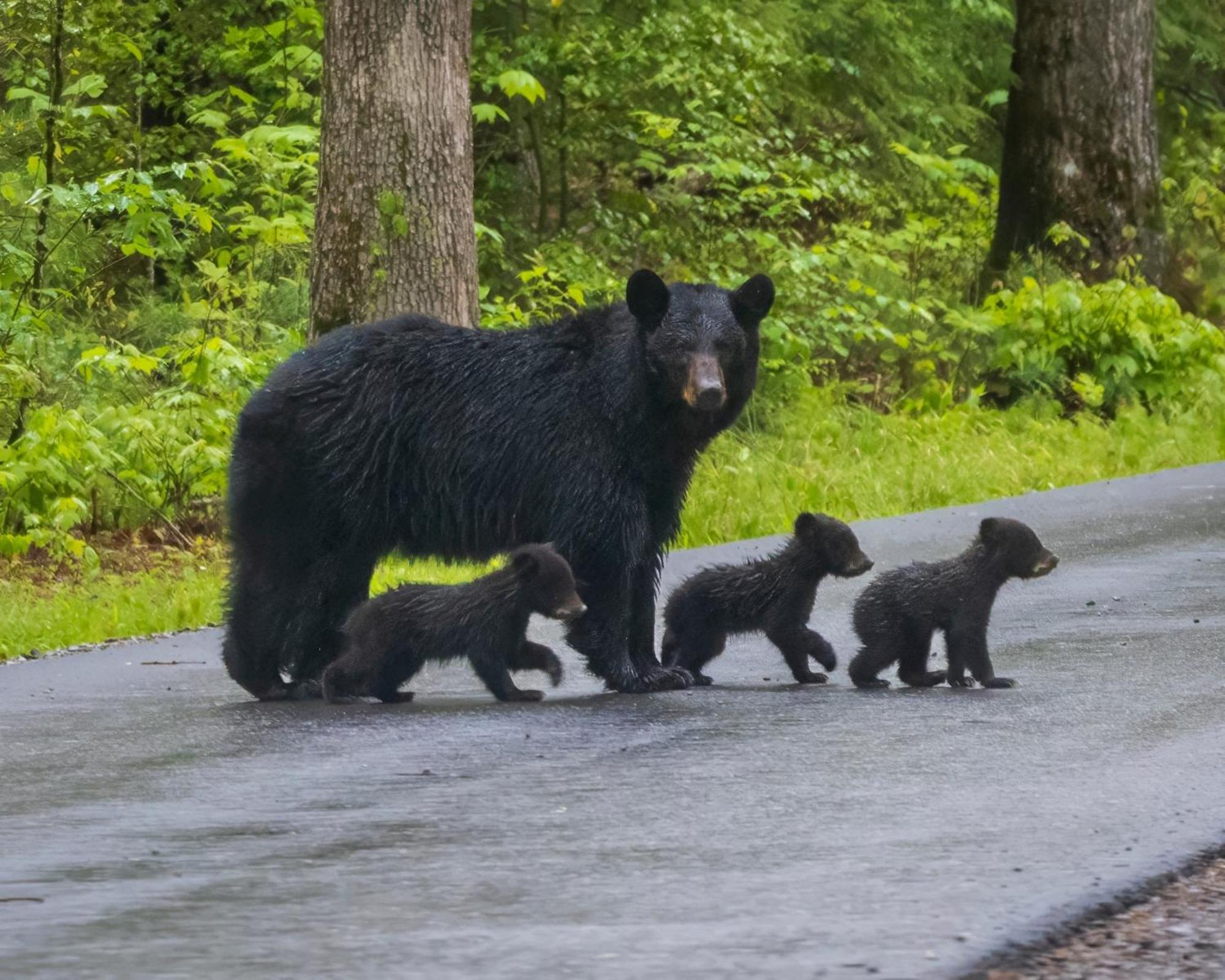 Her Majesty's Way Gatlinburg Zewnętrze zdjęcie